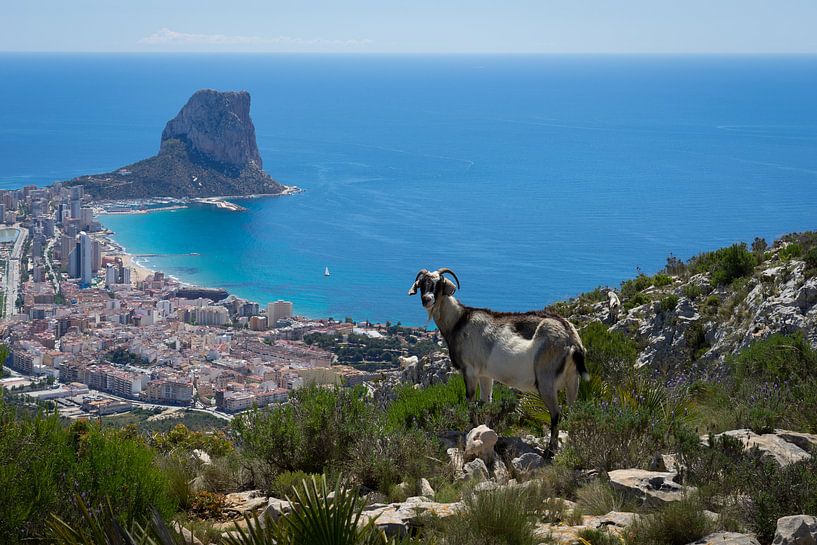 La chèvre de montagne, la Méditerranée et la ville côtière de Calpe par Adriana Mueller