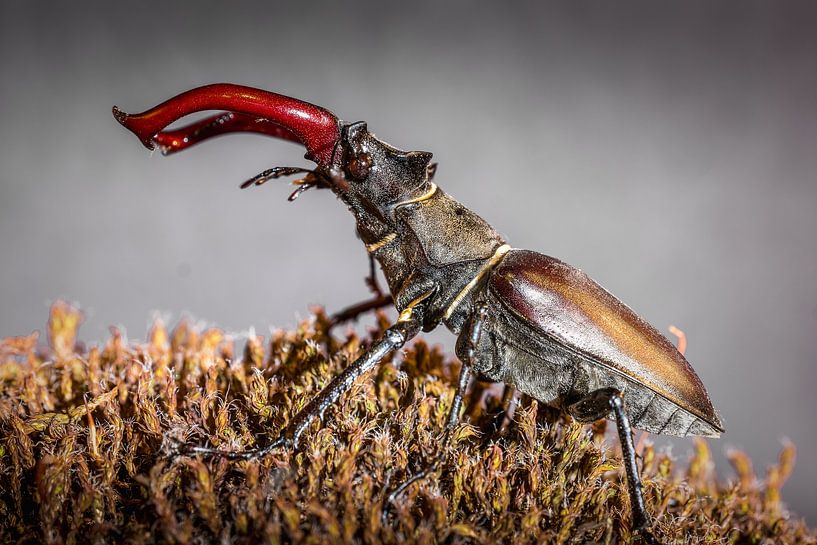 Stag beetle by Jürgen Schmittdiel Photography