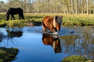 Überquerung der Beerse von Gerry van Roosmalen