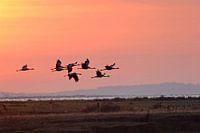 Common Cranes ( Grus grus ) in flight, early in the morning.
