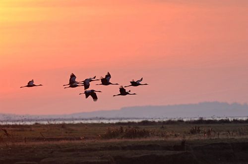 Kranen (Grus grus) tijdens de vlucht in de vroege ochtendlucht