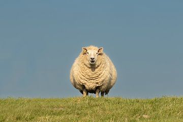 schaap op de dijk, sheep van M. B. fotografie