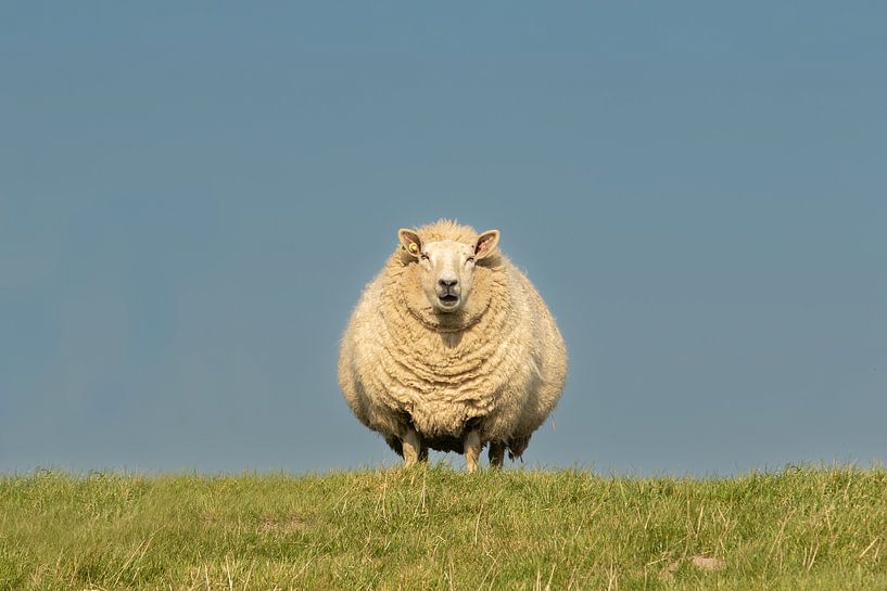 schaap op de dijk, sheep van M. B. fotografie