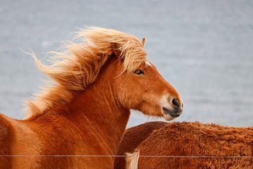 IJslander (paard) met zee op achtergrond van Melissa Kuijpers