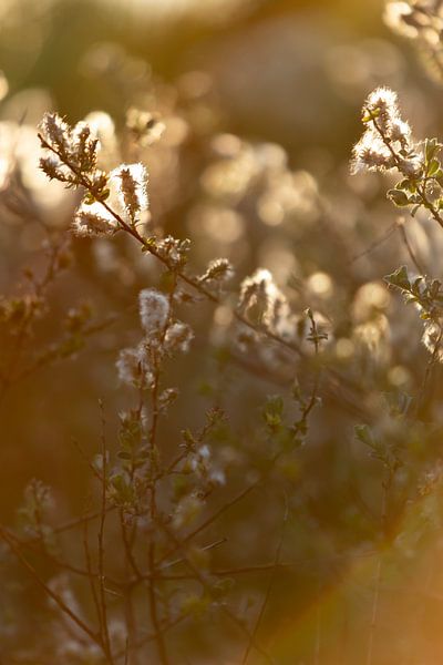 summer, setting sun and flowers | botanical art by Karijn | Fine art Natuur en Reis Fotografie