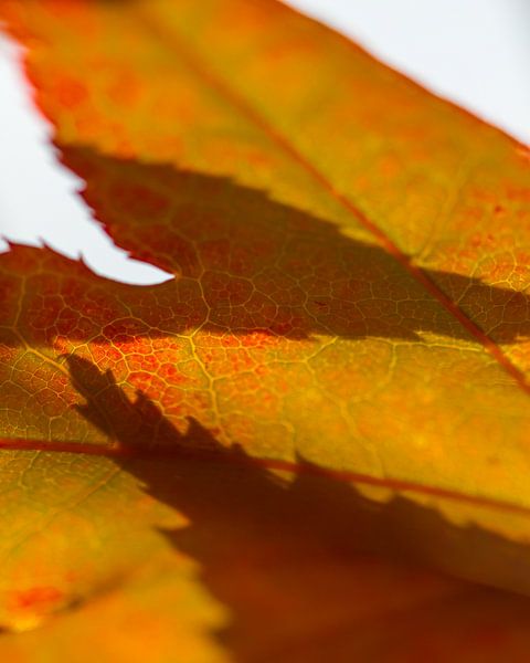 Shadow play on autumn leaf by QEIMOY