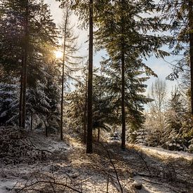 Forest edge in winter by Christoph Schaible