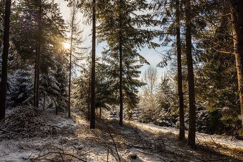Forest edge in winter