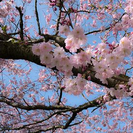 Detail Japanse sierkers van Moetwil en van Dijk - Fotografie