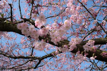 Detail Japanse sierkers