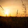 Graan silhouet met ondergaande zon | Nederland | Natuurfotografie van Diana van Neck Photography