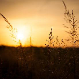 Graan silhouet met ondergaande zon | Nederland | Natuur- en Landschaps van Diana van Neck Photography