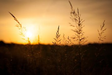 Graan silhouet met ondergaande zon | Nederland | Natuurfotografie van Diana van Neck Photography