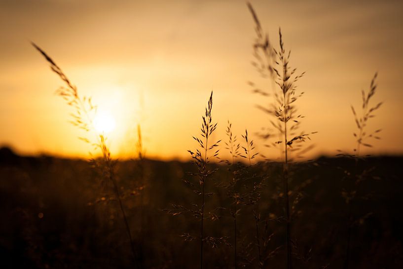 Silhouette de grain au soleil couchant | Pays-Bas | Photographie de nature par Diana van Neck Photography