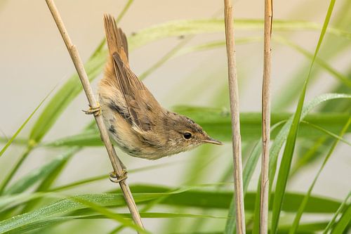 Eurasian Reed Warbler