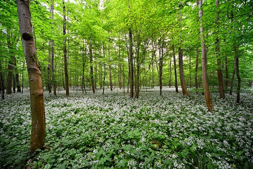 Wild garlic scent