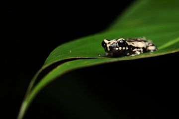 Spotted tree toad by Simon Hazenberg