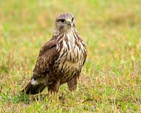 buzzard