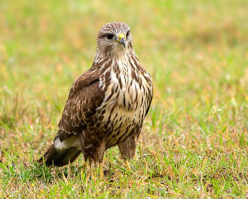 buzzard by Berry Brons