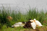 Familie enten von Joke te Grotenhuis Miniaturansicht