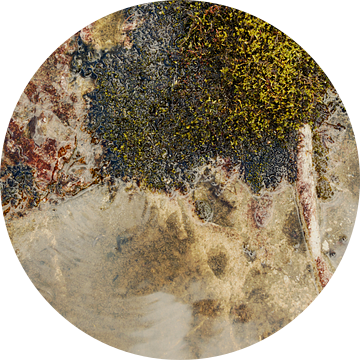 MOS BOOM gevormd door de natuur