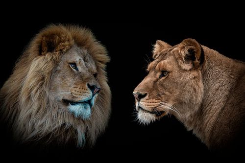 Lion and lioness portrait in color