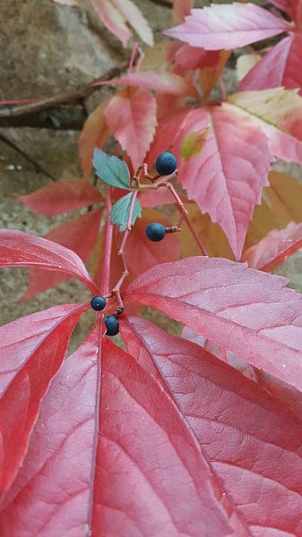 Herfst klimop Frankrijk by Bieszlook MarionBieszke
