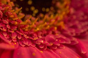 Gerbera met druppel. van Erik de Rijk