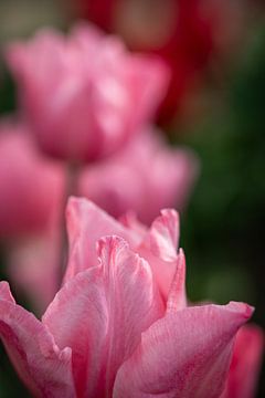 Roze tulp in detail. van Renate Pit - du Pont