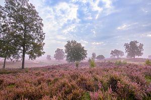 Blooming Heather plants in Heathland landscape during sunrise