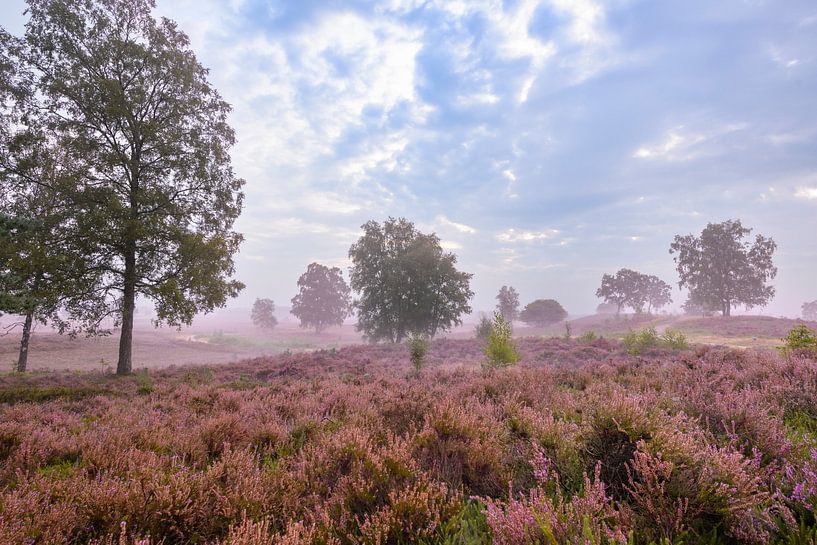 Bruyères en fleurs dans un paysage de bruyère au lever du soleil par Sjoerd van der Wal Photographie