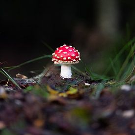 Sur un petit champignon sur Lieke Roodbol