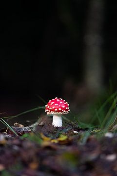 Op een kleine paddenstoel