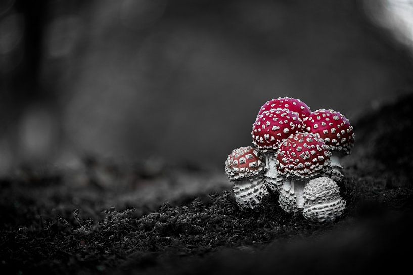 L'agaric tue-mouches en noir et blanc par Dirk-Jan Steehouwer