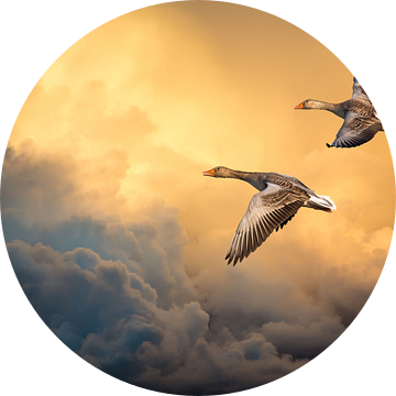 Wilde ganzen tegen spectaculaire wolkenlucht van Inge van den Brande