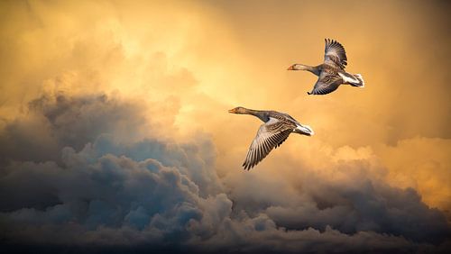 Wild geese against dramatic cloudy sky