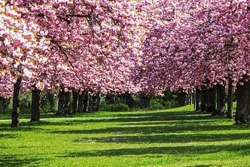 Kirschblüte von Frank Herrmann