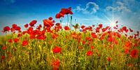 Idyllic Field of Poppies with Sun