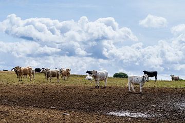 Landschap met heuvel en een kudde koeien en een bewolkte lucht met zon in Cornwall Engeland UK van Leoniek van der Vliet