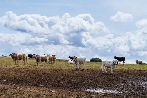 Landschap met heuvel en een kudde koeien en een bewolkte lucht met zon in Cornwall Engeland UK