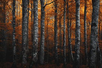 Romantisch herfstbos van fernlichtsicht