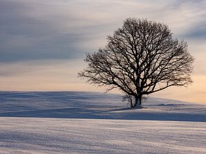 Winterstimmung mit Baum