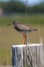 Tureluur Ameland by Wodanalpha Photography