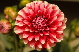 Dahlia by L Nellestijn