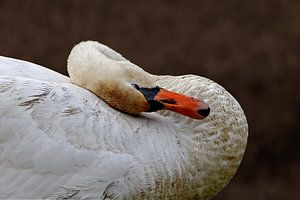 Swan by Wybrich Warns