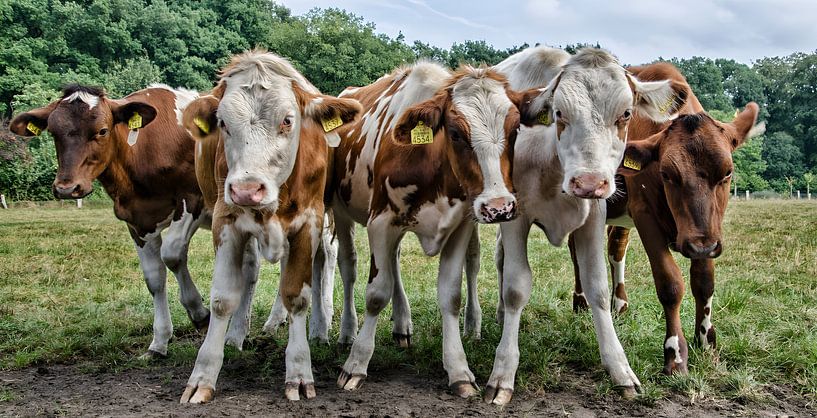 Curious cows by Jessica Berendsen
