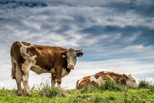 Don't stare at me like that....