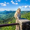 Mauritius - Javaneraffe am Gorges Viewpoint von t.ART