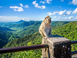 Mauritius - Javaneraffe am Gorges Viewpoint