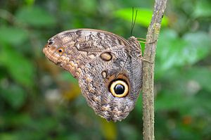 Uil-oog vlinder in Panama van Karel Frielink